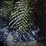 Fishtail Palm, 1994